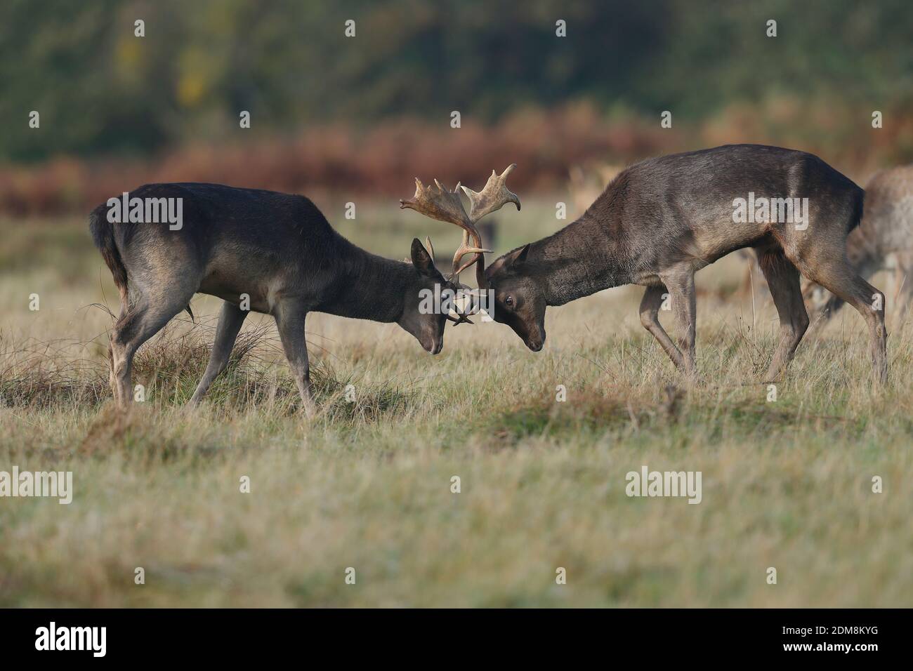 Two Deer Locking Horns Fighting High Resolution Stock Photography and