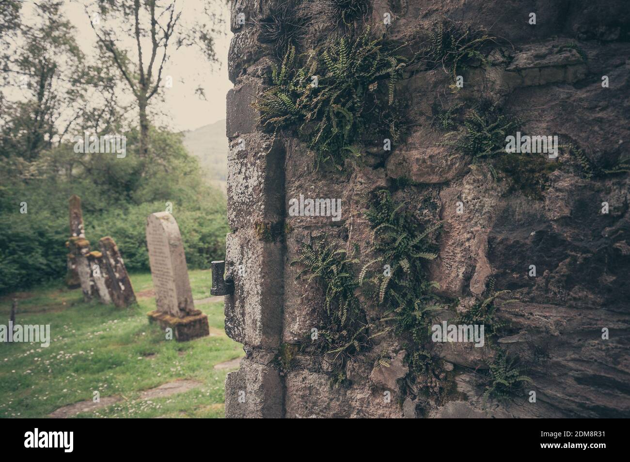 Vintage effect of fern Asplenium trichomanes on the wall of the Balquhidde Parish church, Lochearnehed, Scotland. Concept: religion and spirituality, Stock Photo