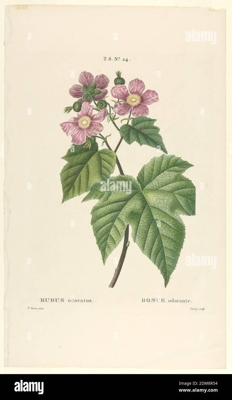 Rubus odoratus, Jarry, French, active 19th c., Pancrace Bessa, French, 1772 - 1846, Engraving, brush and watercolor on paper, One stem with leaves, three pink flowers and four buds, resembling the wild rose. Title in Latin and French, and artists' names below., France, ca. 1820, Print Stock Photo