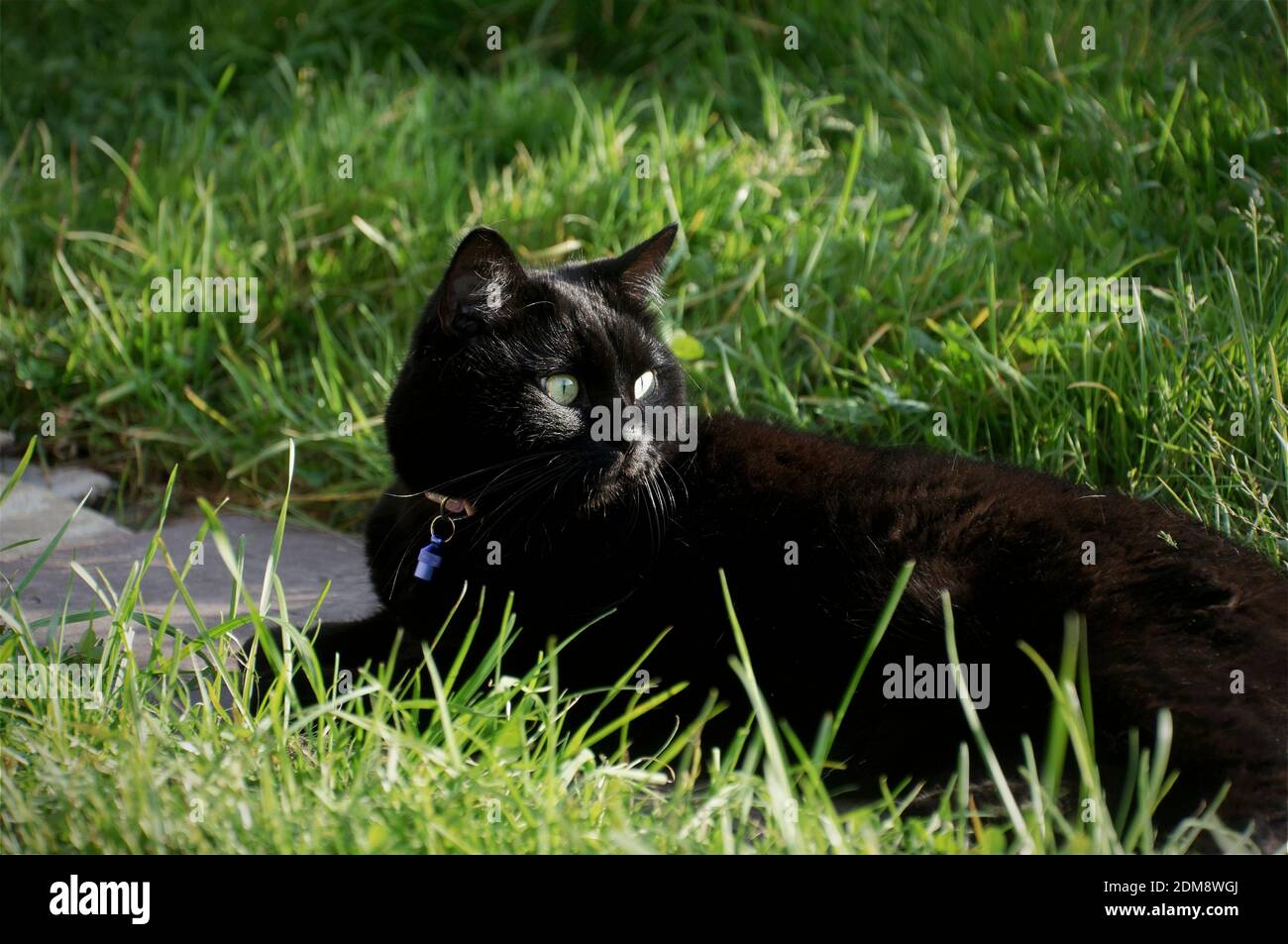 Black cat on a walk in the green garden grass Stock Photo - Alamy