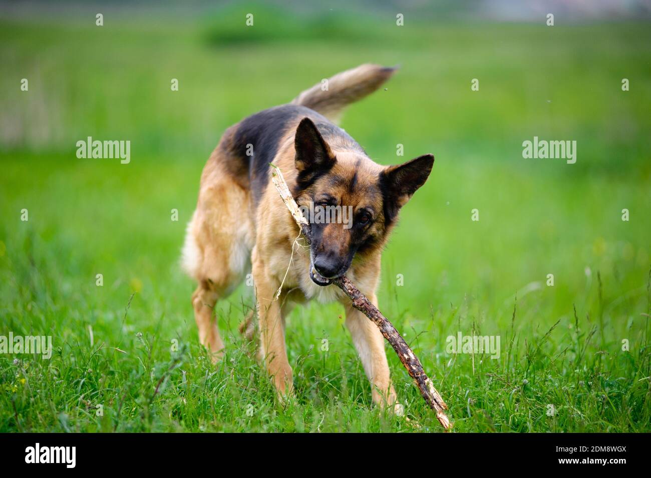 dog with stick Stock Photo Alamy