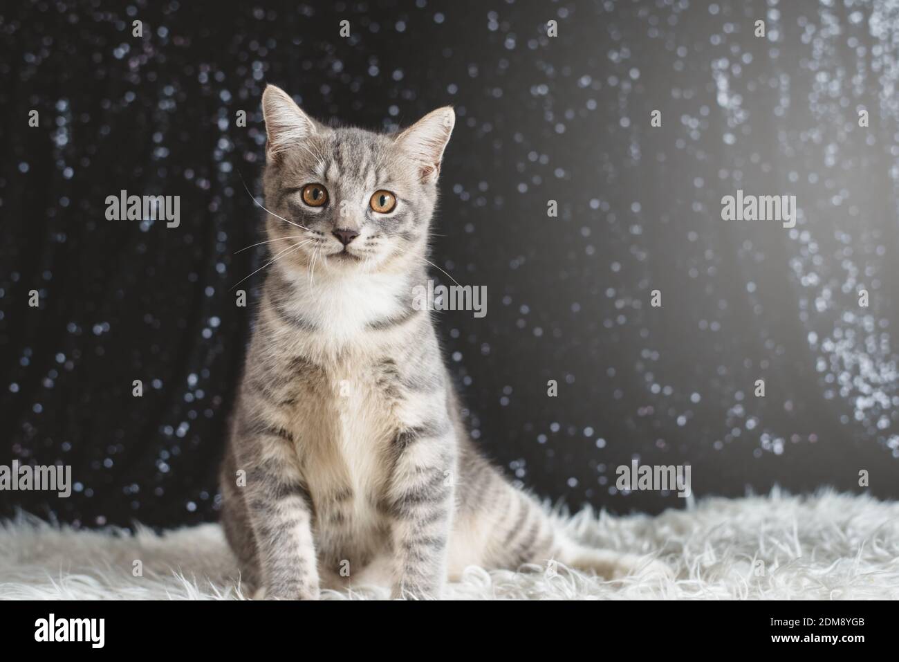 Mixed Breed Of Maine Coon And British Shorthair Kitten. Cute Cat Playing  Active Stock Photo - Alamy