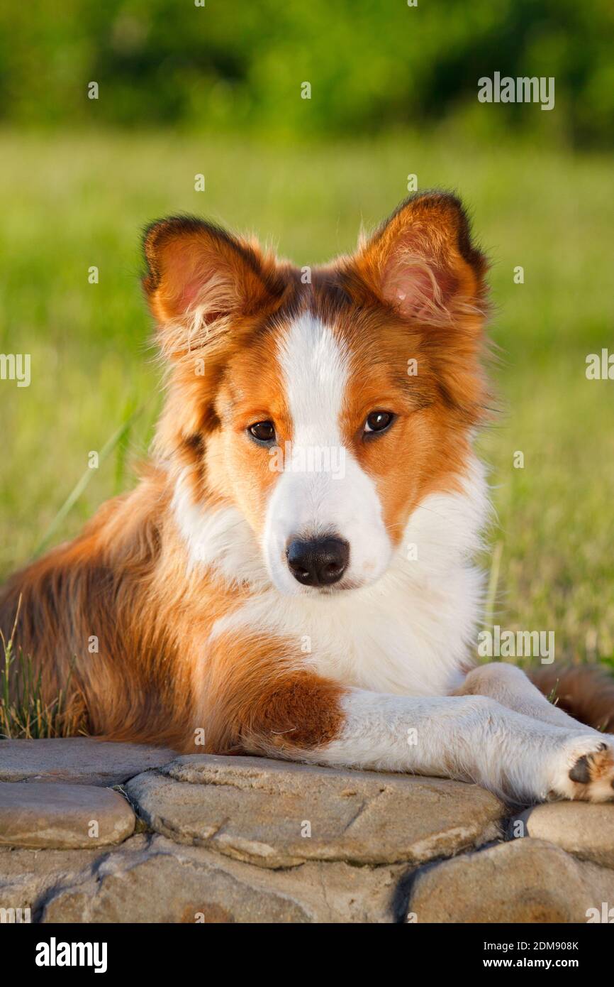 border collie puppy Stock Photo - Alamy