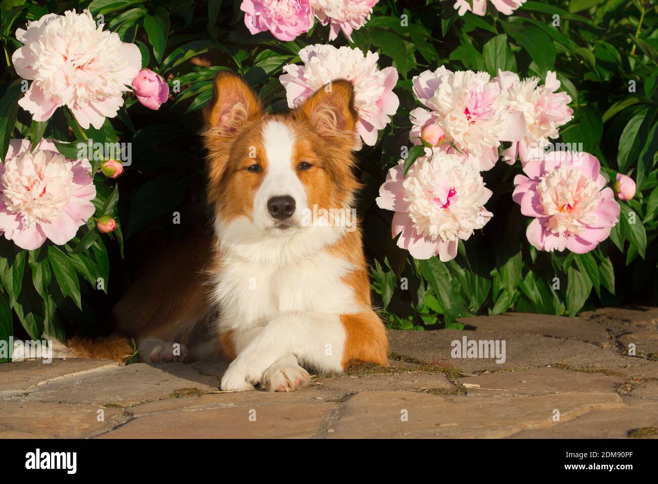 Dog in flowers hires stock photography and images Alamy