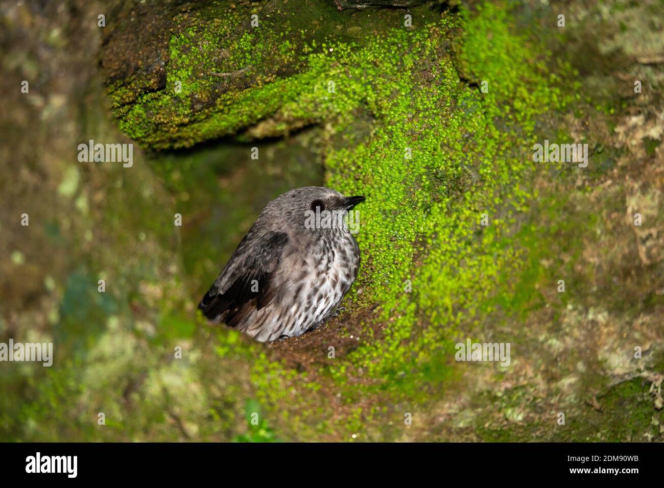 A small gray native bird in its nest. Stock Photo