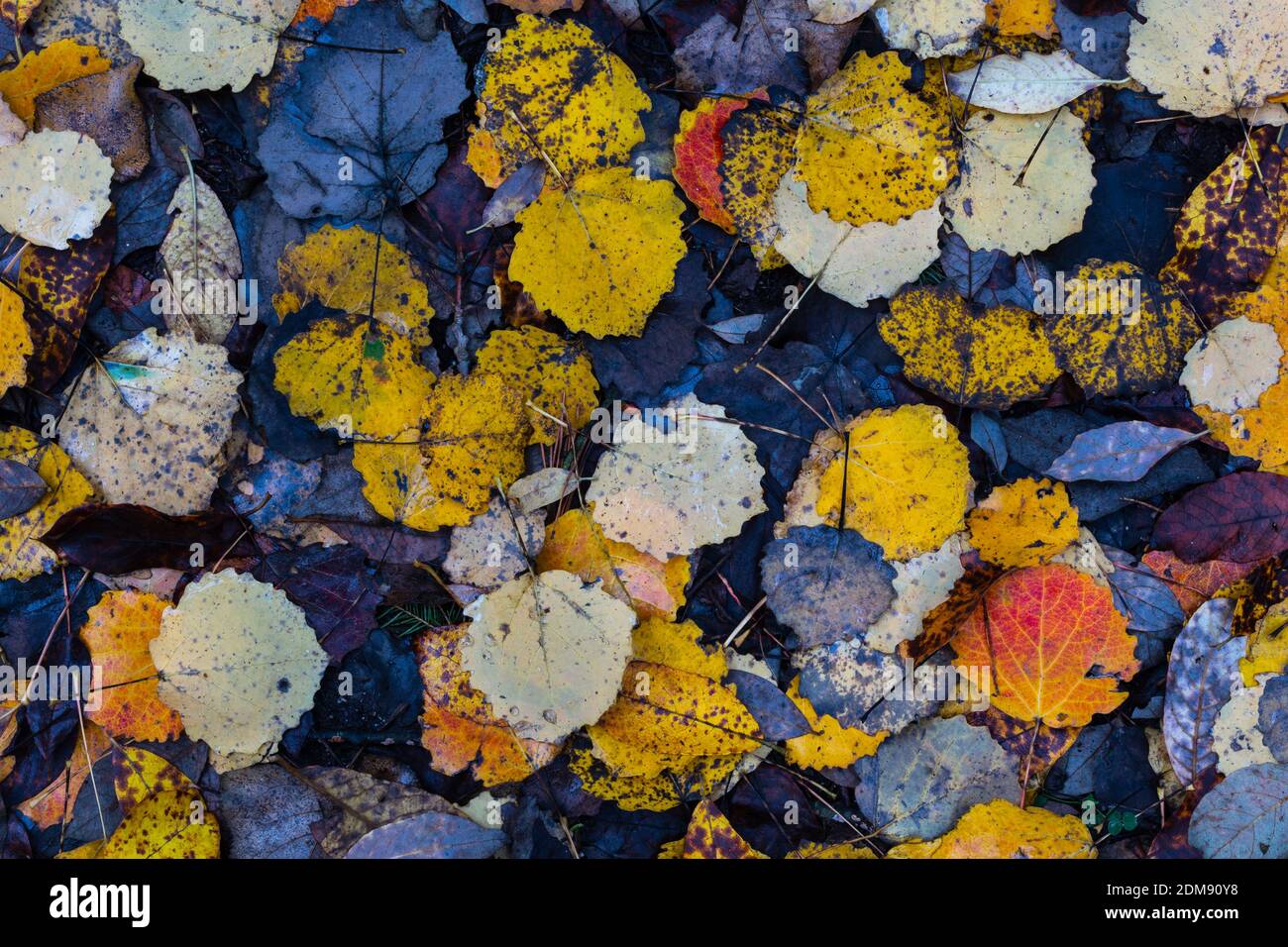 Forest floor detail hi-res stock photography and images - Alamy