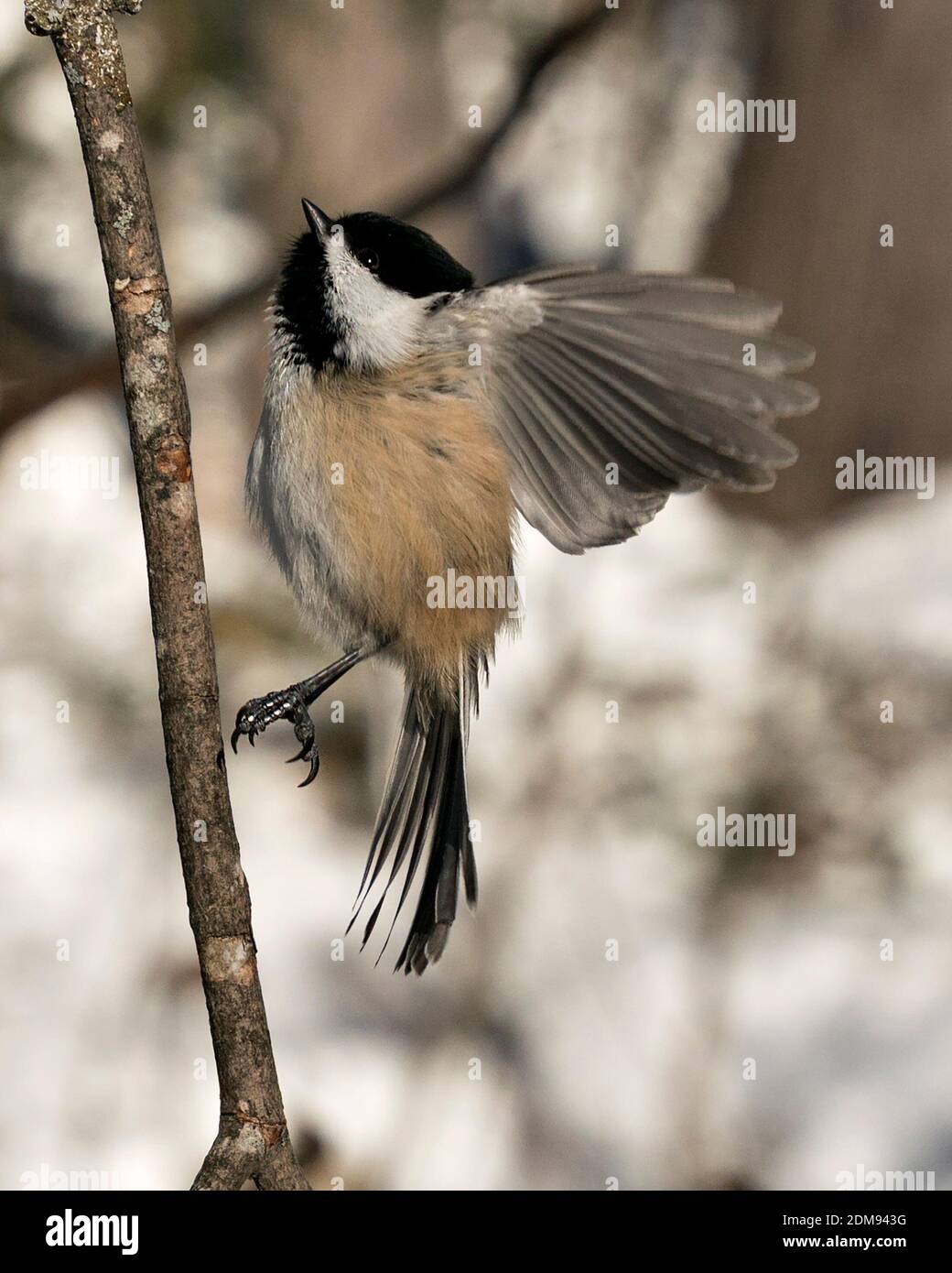 Chickadee wings hi-res stock photography and images - Alamy