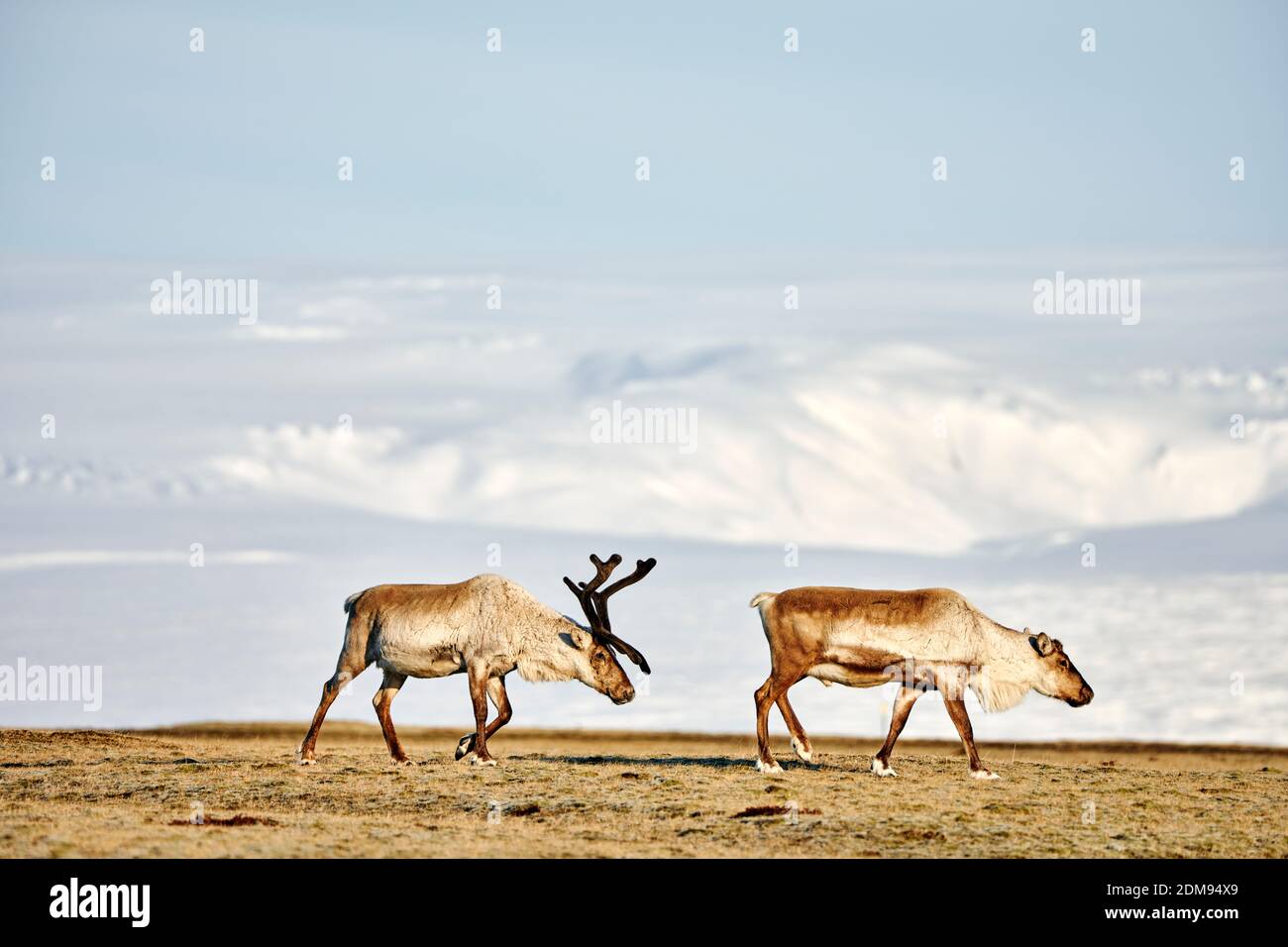 Pair of wild caribous with antlers on dry remote field with majestic snowy mountains in Iceland Stock Photo