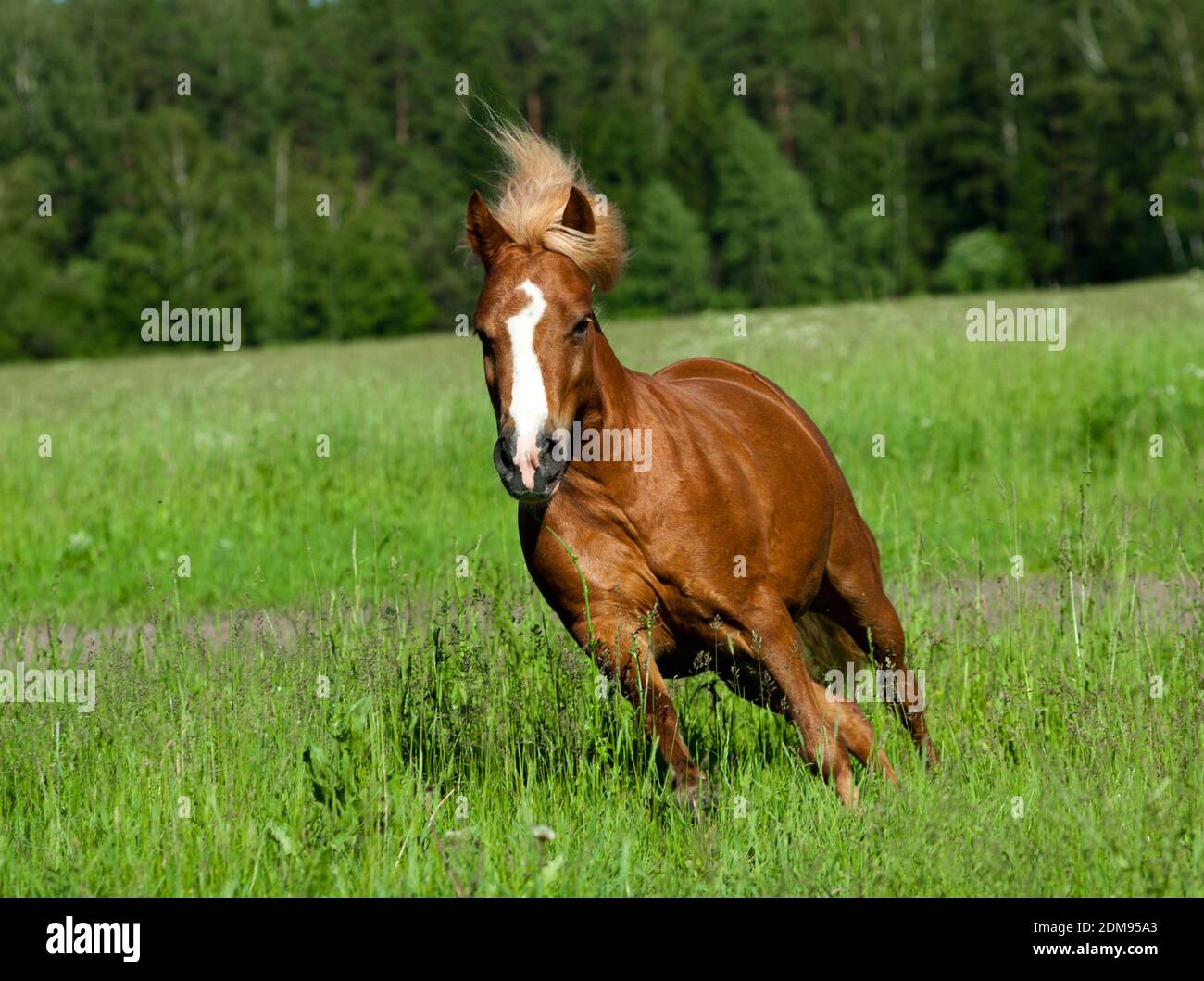 shetland pony Stock Photo