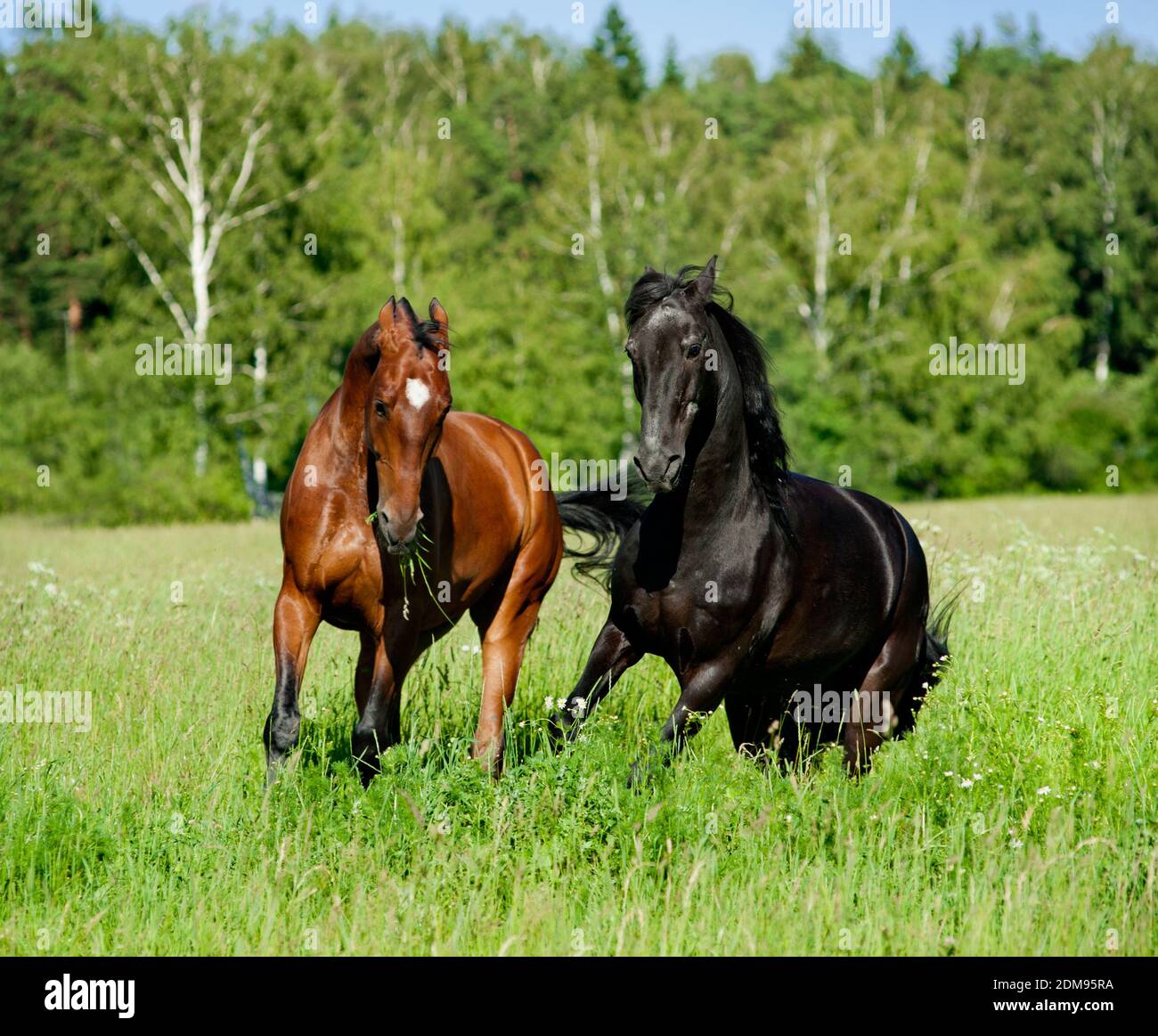 horses play on a freedom Stock Photo
