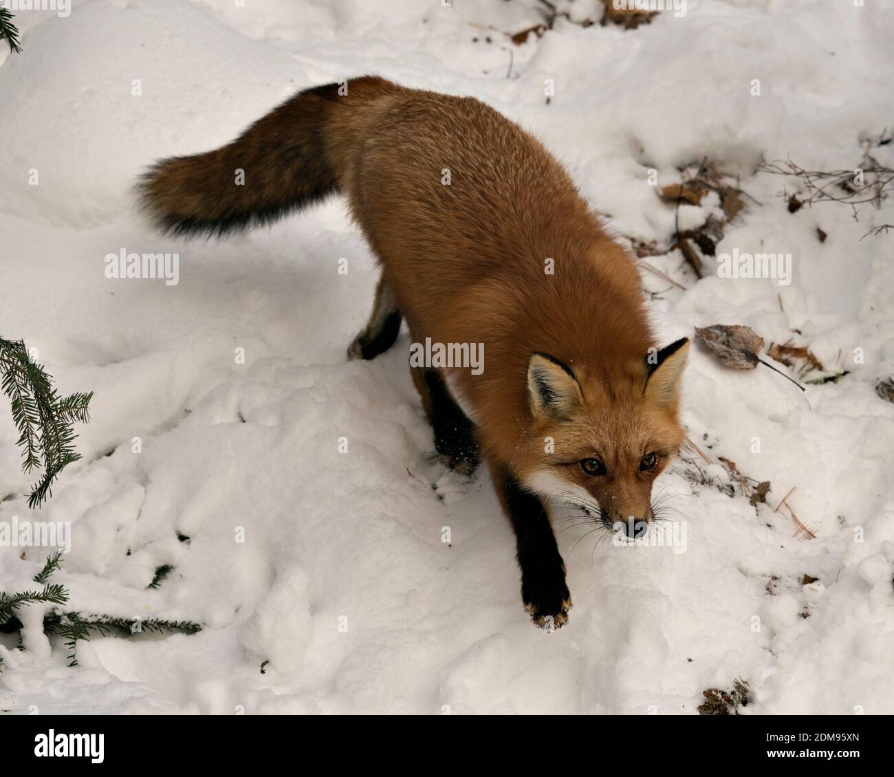 Red fox close-up aerial view in the winter season in its environment with snow background displaying bushy fox tail, fur. Fox Image. Picture. Portrait Stock Photo