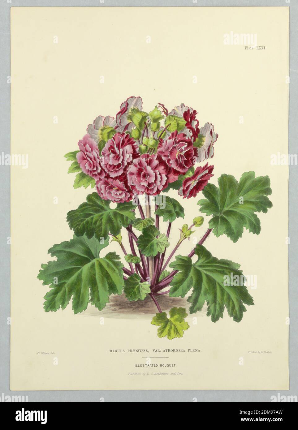 Primula Praenitens, Var. Atrorosea Plena, Plate LXII from Edward George Henderson's 'The Illustrated Bouquet', E. G. Henderson and Son, English, ca. 1859 - 1886, Mrs. Withers, English, active 19th c., Chromolithograph on paper, Primula Praenitens, Var. Atrorosea Plena, Plate LXII from Edward George Henderson's 'The Illustrated Bouquet.', London, England, ca. 1857–1864, Print Stock Photo