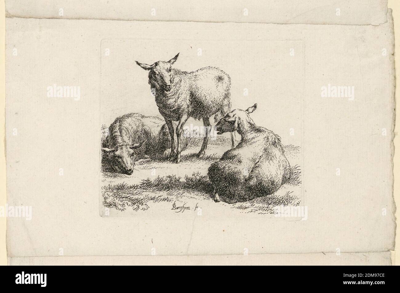 Study of Sheep, Nicolaes Berchem, Dutch, 1620–1683, Etching on paper, A sheep stands between two lying down, its head directed slightly to the right., Netherlands, Haarlem, Netherlands, ca. 1650, Print Stock Photo