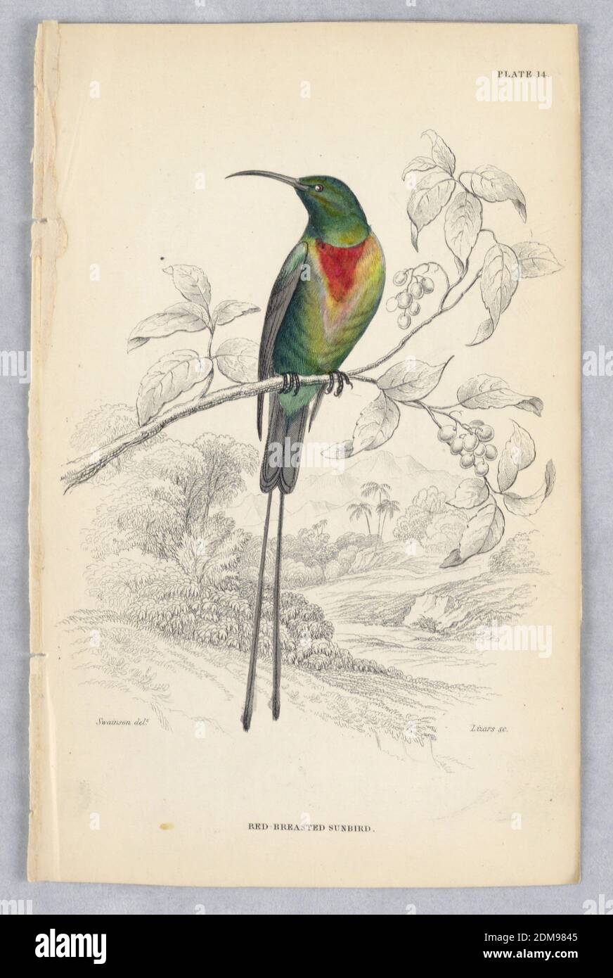 Red-breasted Sunbird, Plate 14 from Birds of Western Africa, William Home Lizars, Scottish, 1788 - 1859, William Swainson, British, 1789 - 1855, Engraving, brush and watercolor on paper, Green bird on a branch with fruit. Tropical background. He has gray wing and tail, including two long tail feathers. Red and yellow patch at throat. Title and artists' names below., Edinburgh, Scotland, 1837, Print Stock Photo