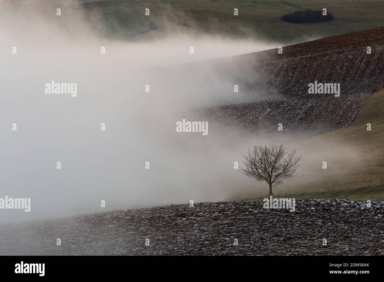Lone tree in the fields of Turiec region in northern Slovakia. Stock Photo