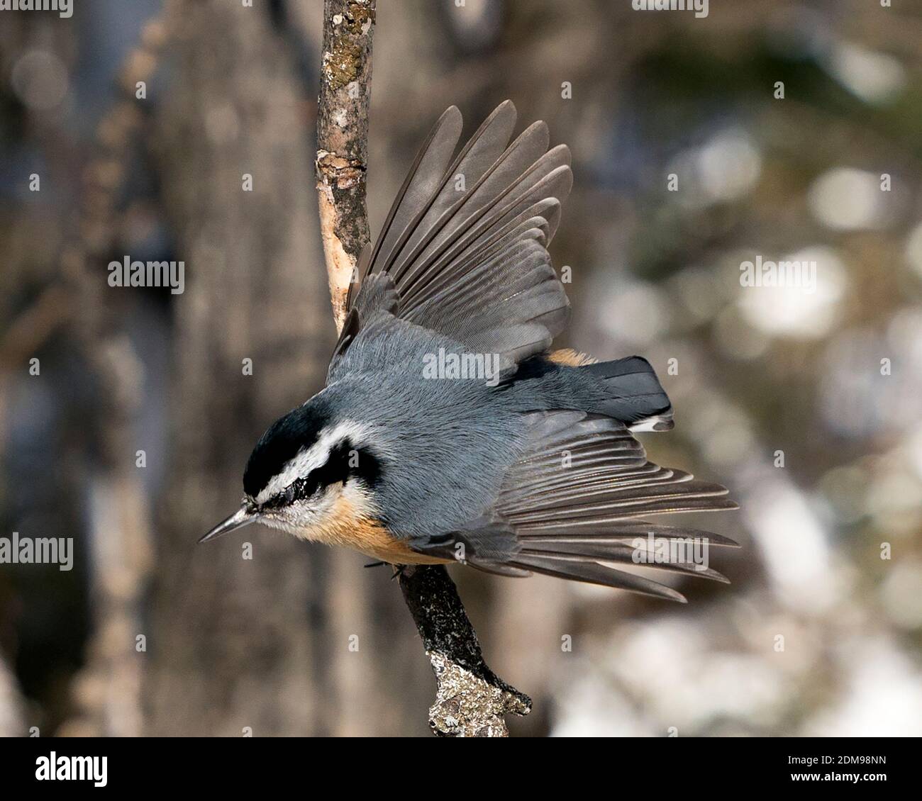 Nuthatch close-up profile view perched on a tree branch with spread wings, spread tail  in its environment and habitat with a blur background, display Stock Photo