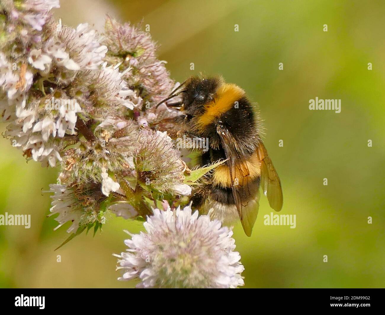 White-tailed Bumblebee On Peppermint Flower Stock Photo