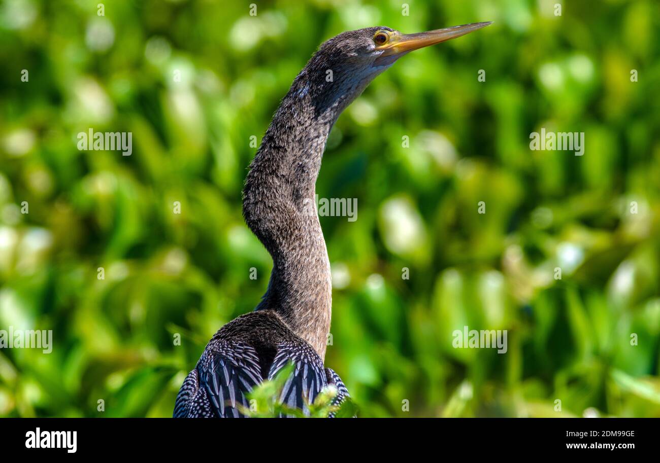 Louisiana swamp bird hi-res stock photography and images - Alamy