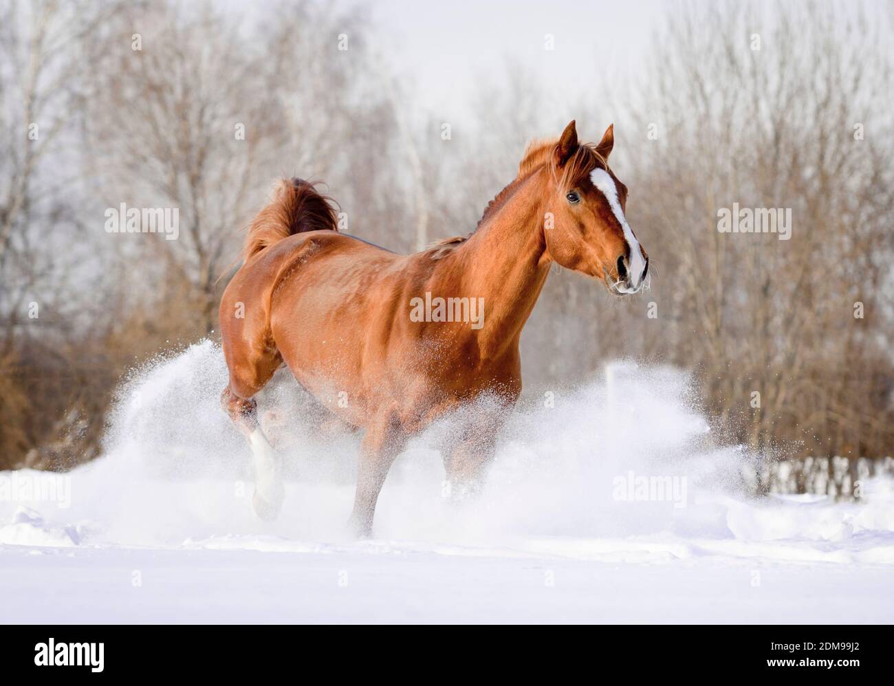 arab stallion in snow Stock Photo