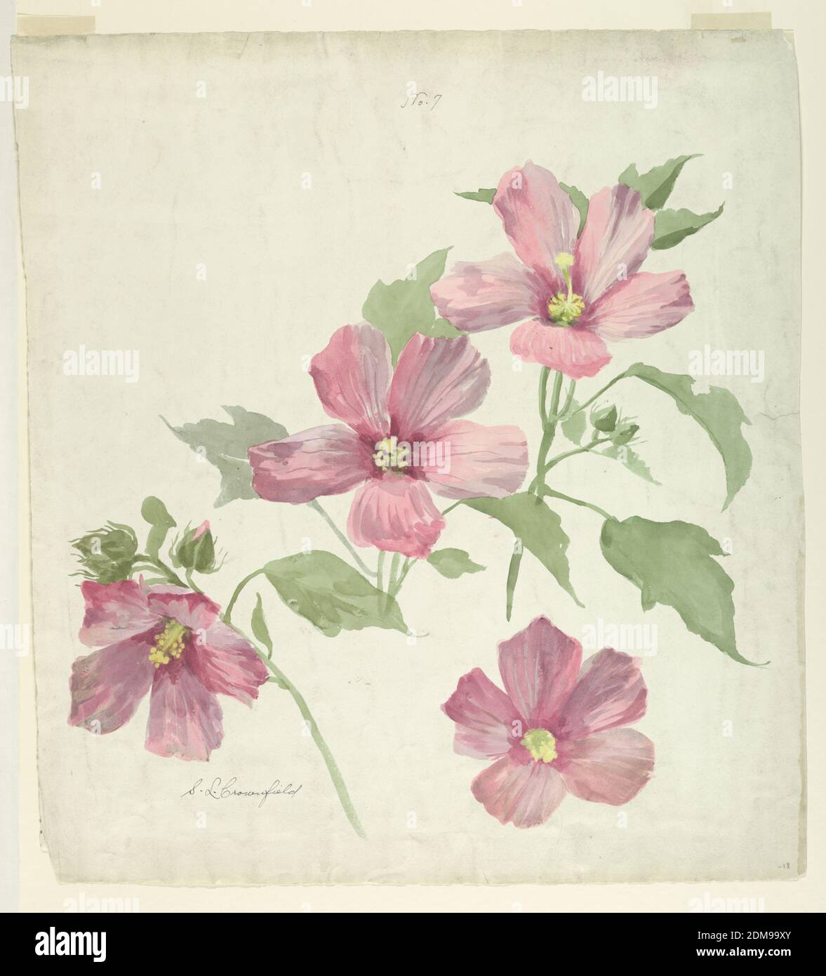Study of Mallow, Sophia L. Crownfield, (American, 1862–1929), Brush and watercolor on white paper, Vertical sheet depicting sprays of pink mallow ascending toward the upper right corner., USA, early 20th century, nature studies, Drawing Stock Photo