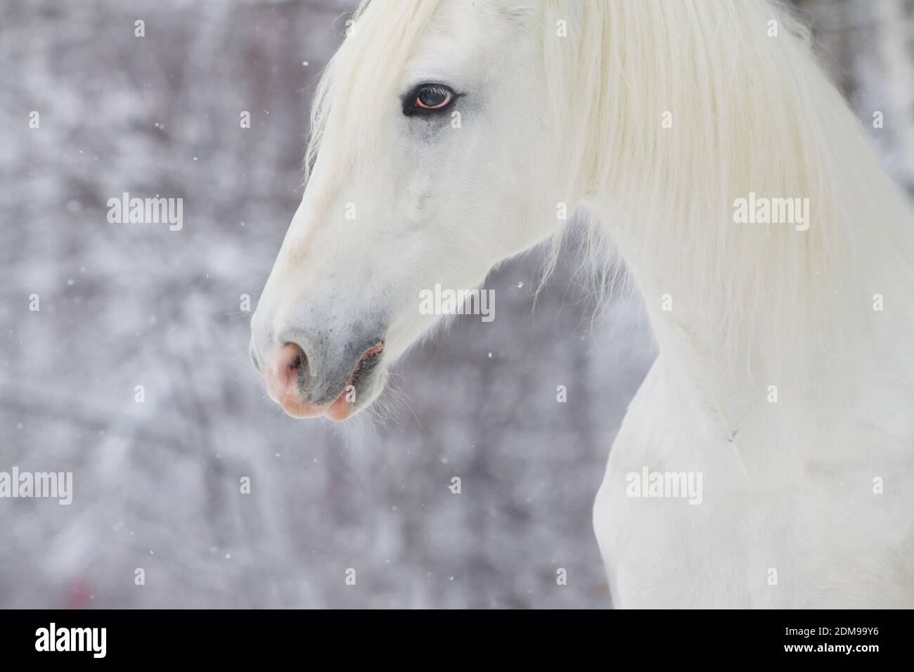 white beautiful horse Stock Photo - Alamy