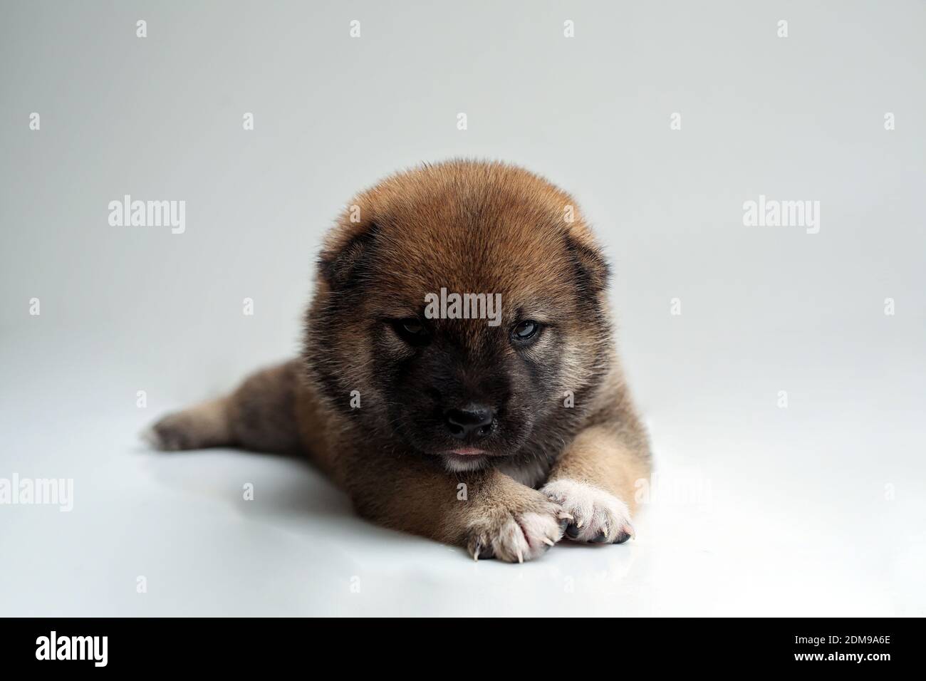 Close Up Of A Newborn Puppy Japanese Shiba Inu Dog Beautiful Shiba Inu Puppy Color Brown Stock Photo Alamy Close Up Of A Newborn Puppy Japanese Shiba Inu Dog Beautiful Shiba Inu Puppy Color Brown Stock Photo Alamy