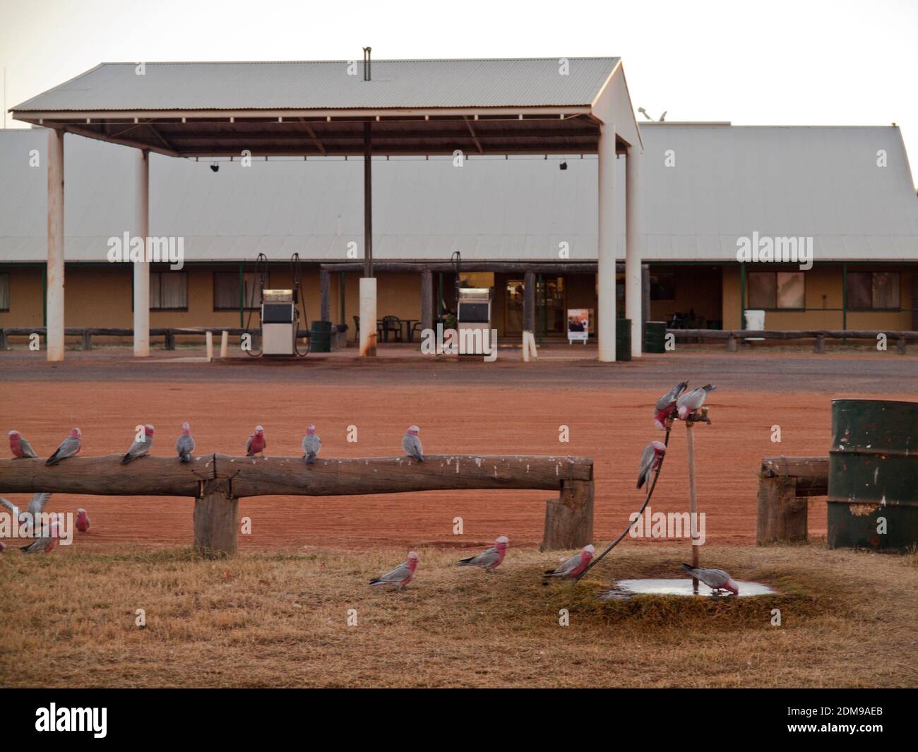 Galahs (Cacatua rosiecapilla) perched on a wooden fence waiting their turn to drink at a puddle, Tilmouth Well Roadhouse, Tanami Road, NT. Stock Photo