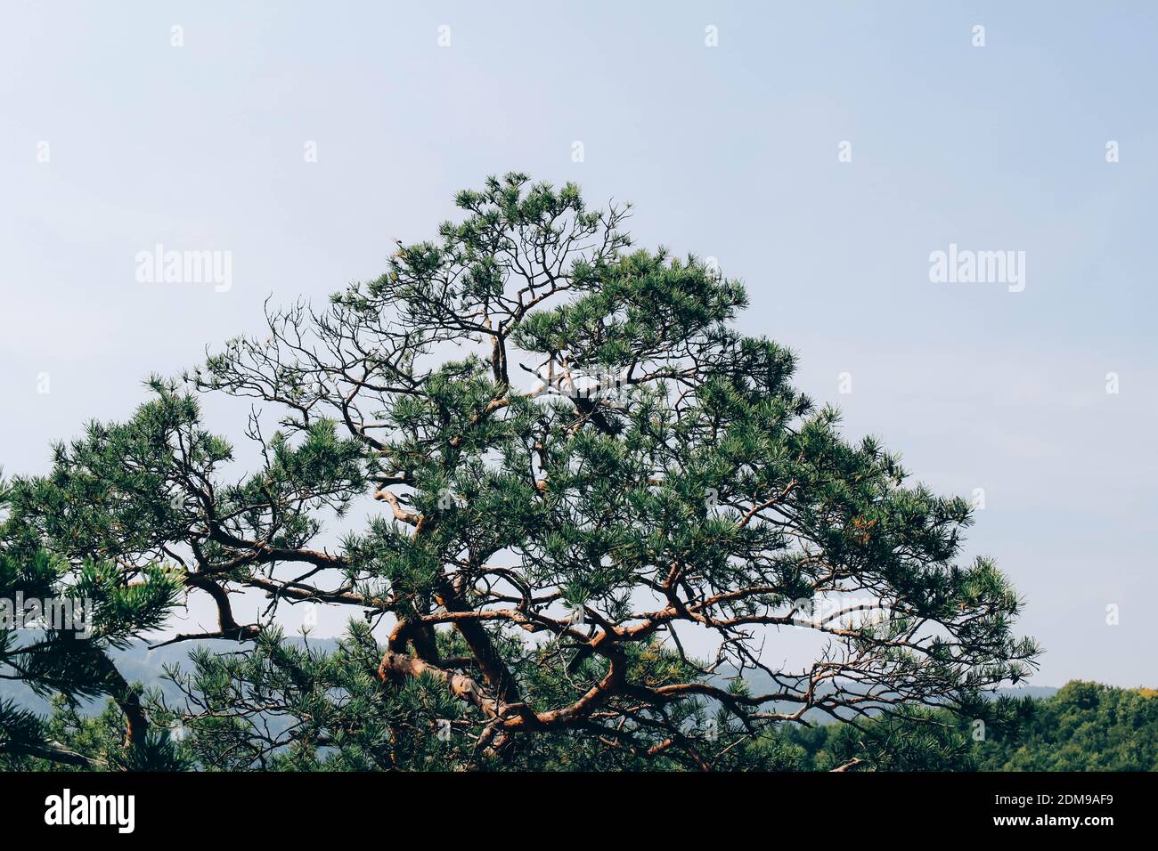Top of fir needle tree branches in mountains as a background texture Stock Photo