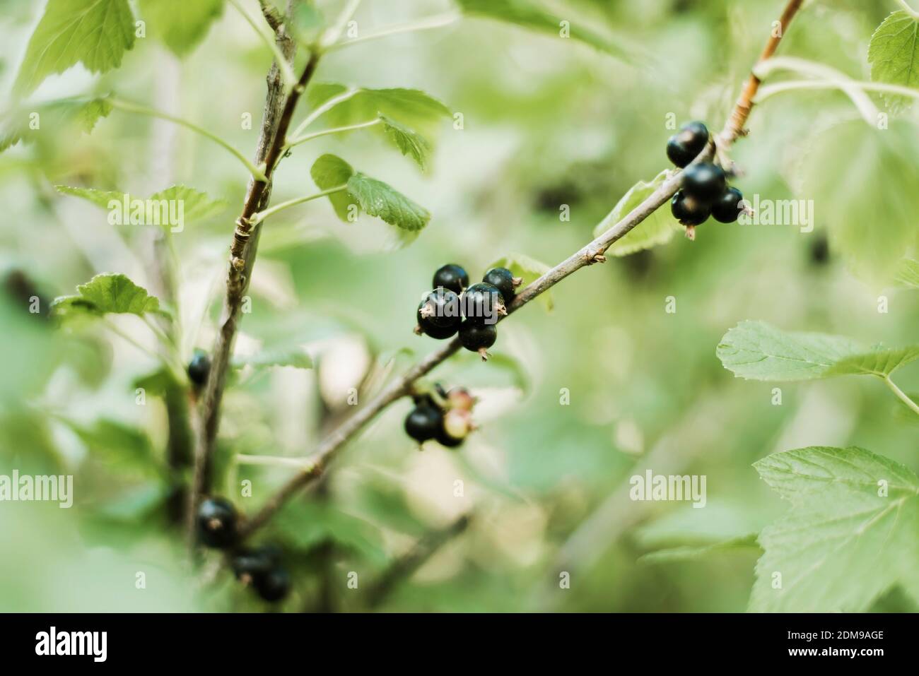 Close-up of fresh black currants Stock Photo