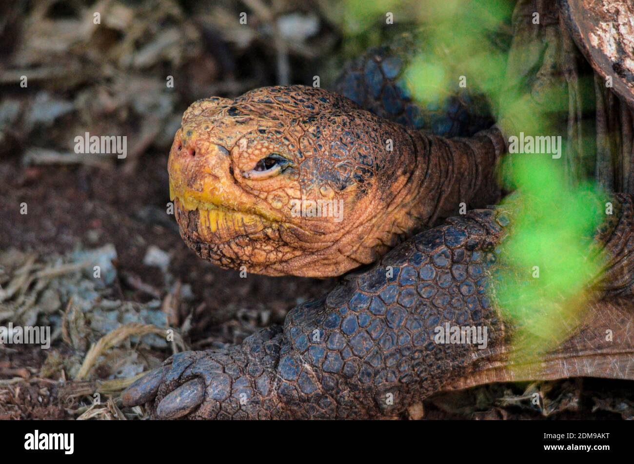 Close up of Giant Tortoise on Galapagos Island Stock Photo