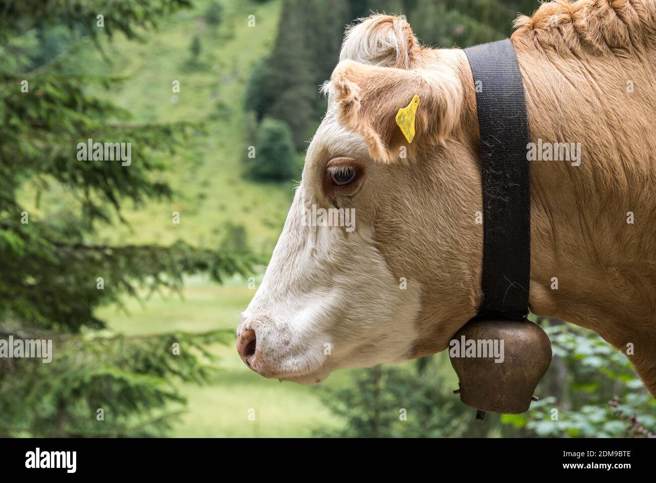 Dairy Cow Leads Cows With Cowbell - Close-up Spotted Cattle Stock Photo