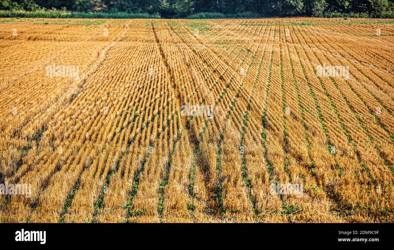 Kansas Stock Photo