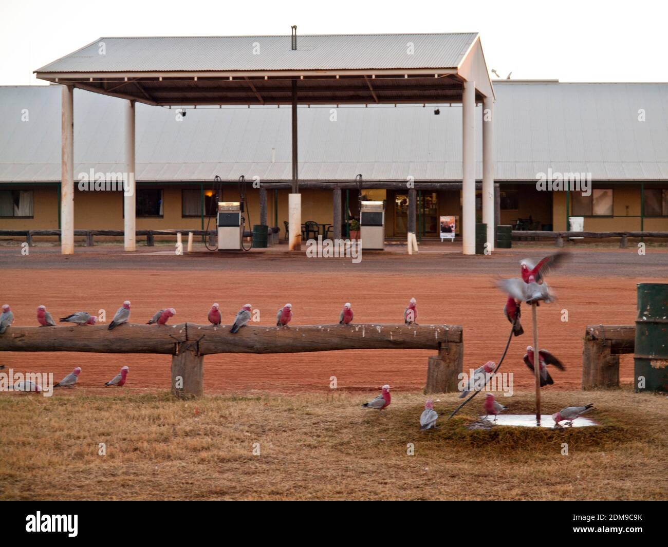 Galahs (Cacatua rosiecapilla) perched on a wooden fence waiting their turn to drink at a puddle, Tilmouth Well Roadhouse, Tanami Road, NT. Stock Photo