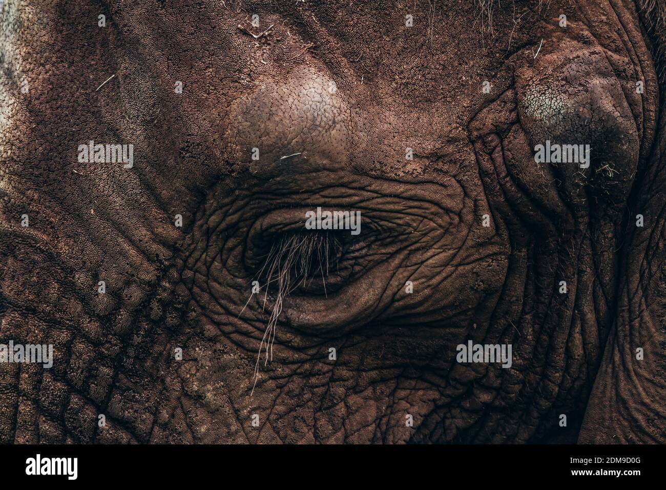 Sad elephant eye in captivity Stock Photo