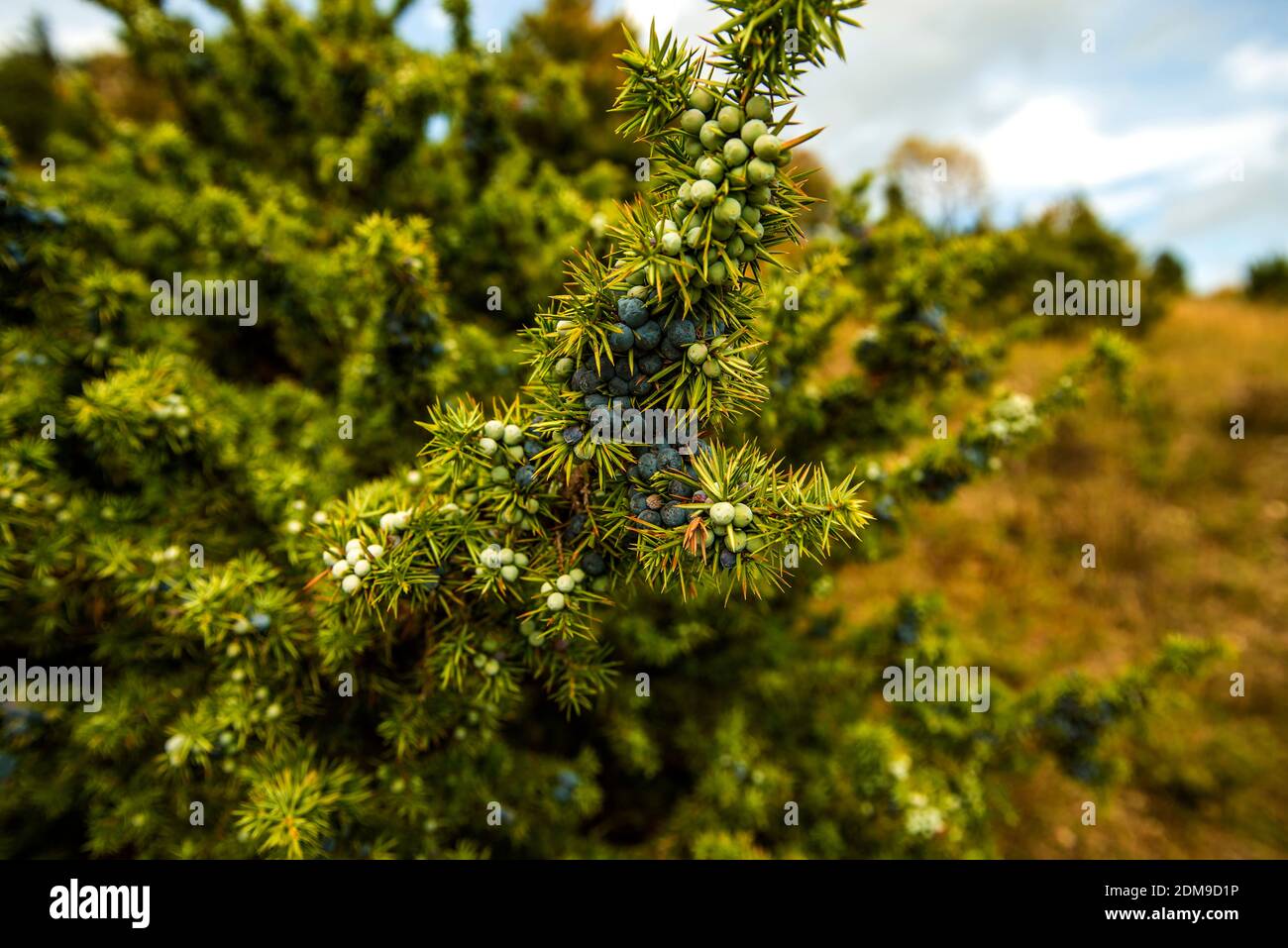 Juniper Berries On Its Bush Stock Photo