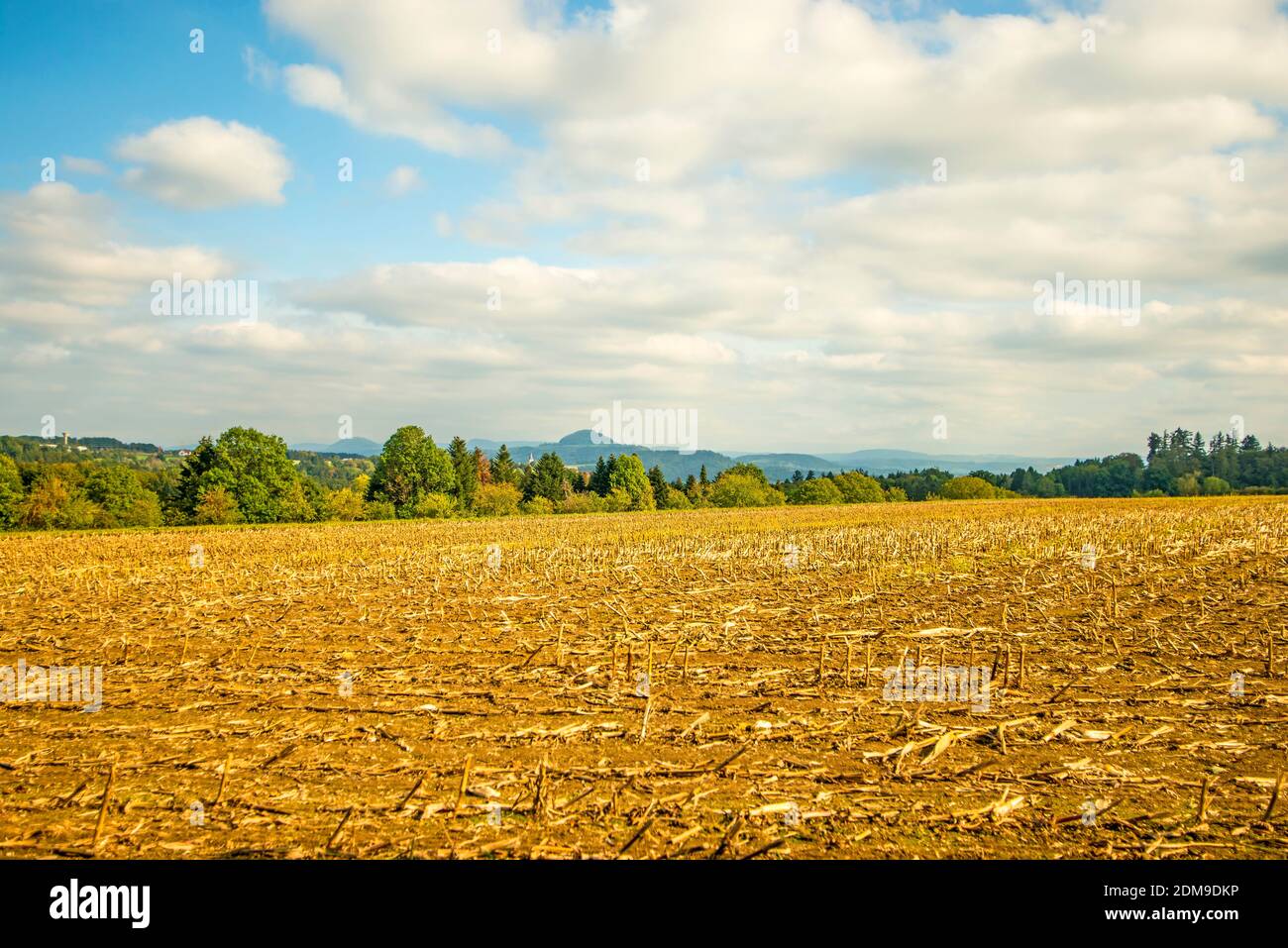 Harvested Corn Field With Mountain In The Background Stock Photo