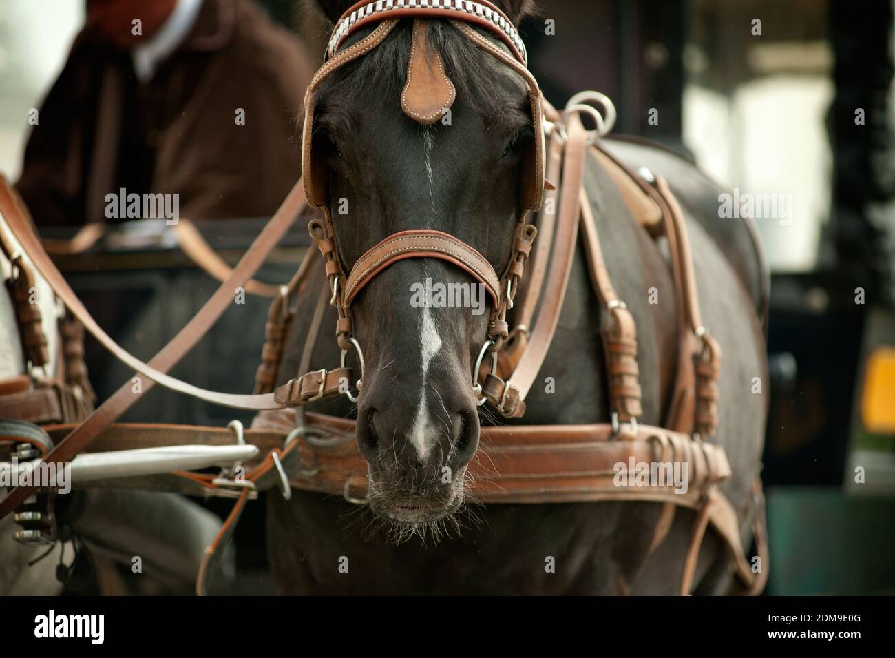 horse in carriage closeup Stock Photo