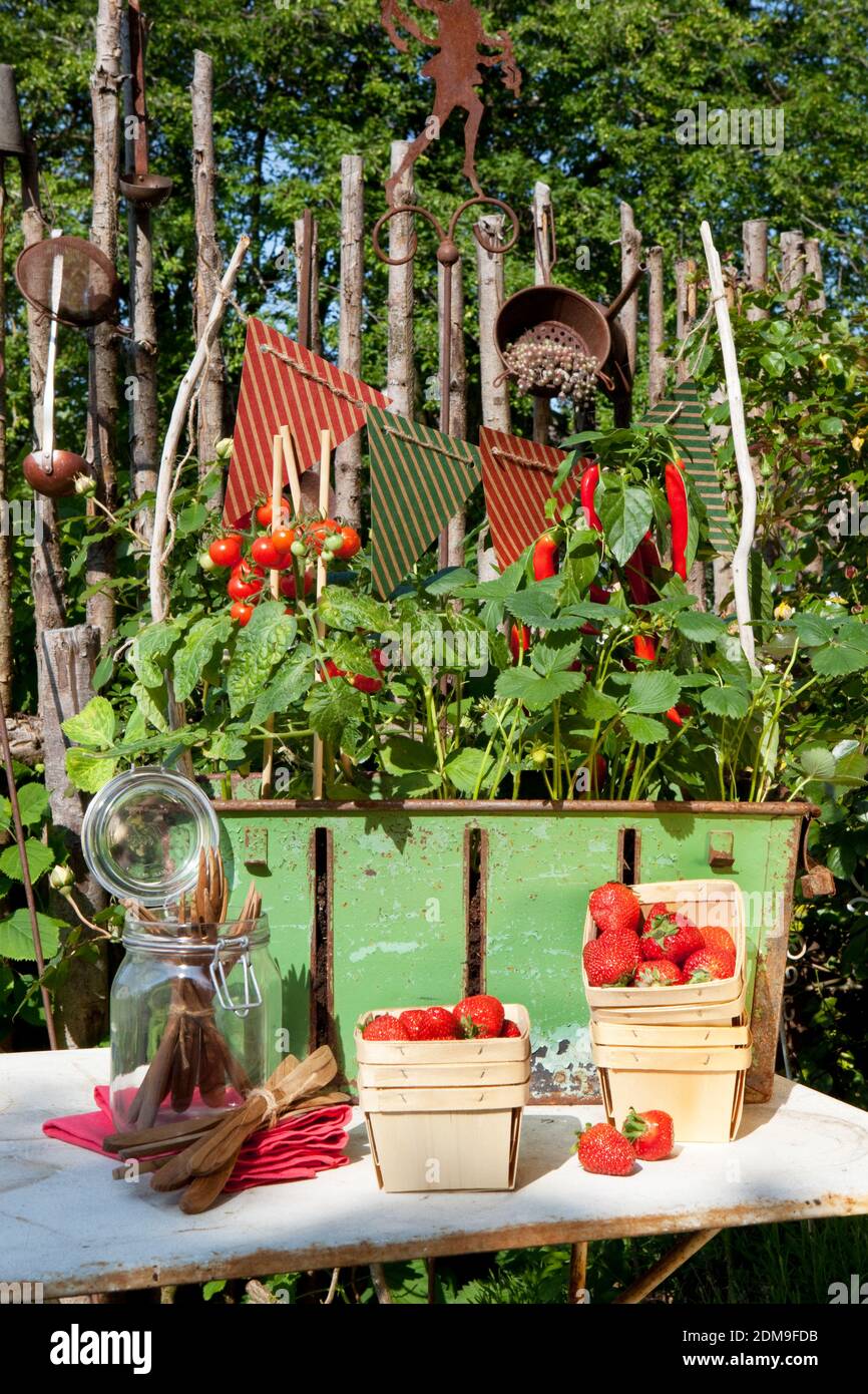 strawberries tomatoes and chilli growing on balcony Stock Photo