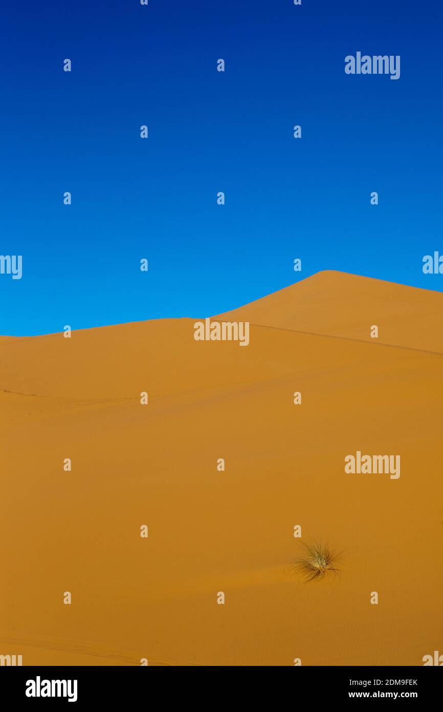 sand dune with little grass patch at Merzouga Stock Photo