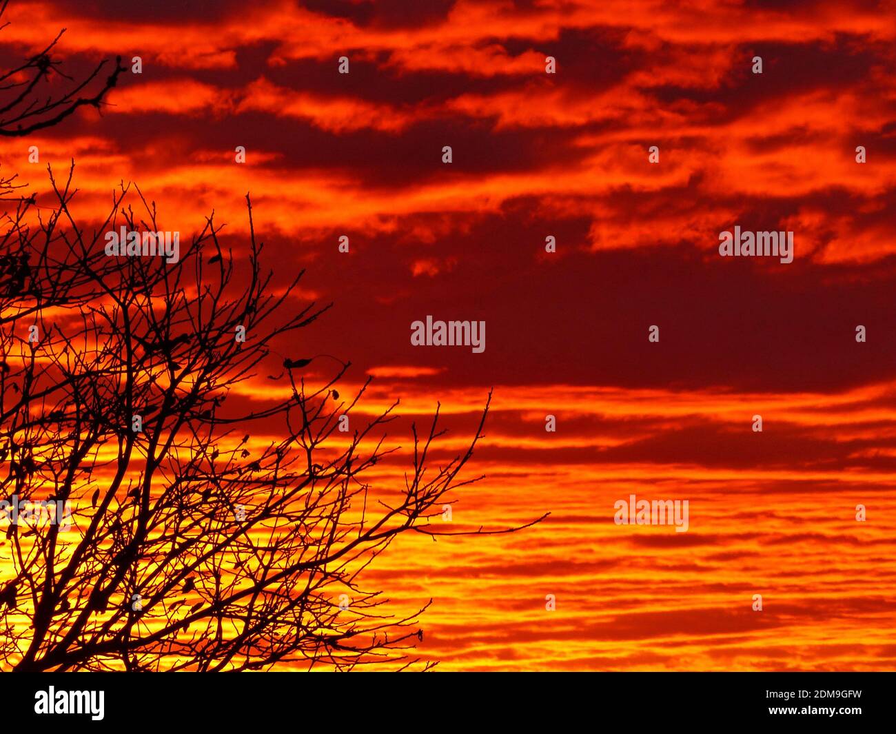 Bare Tree In Front Of Fire Red Sunrise Sky Stock Photo - Alamy