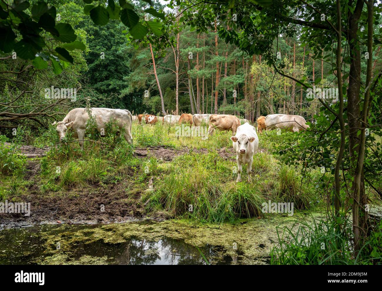 A Herd Of Cows Grazes In A Small Clearing In The Forest Stock Photo - Alamy