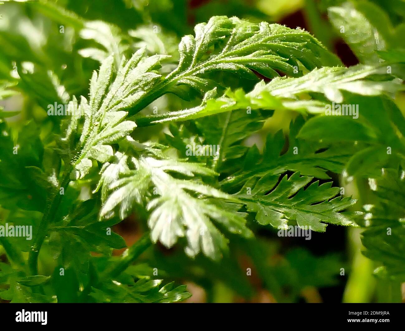 Sweet wormwood (Artemisia annua) Flower, Leaf, Care, Uses - PictureThis