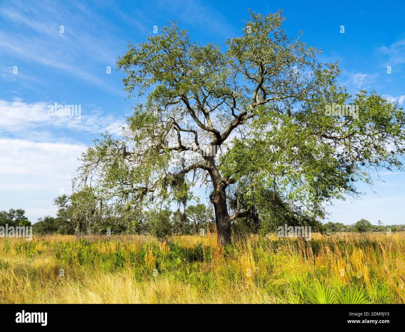 Single tree in sawgrass prairie on a blue sky sunny day in Myakka River State Park in Sarasota Florida USA Stock Photo