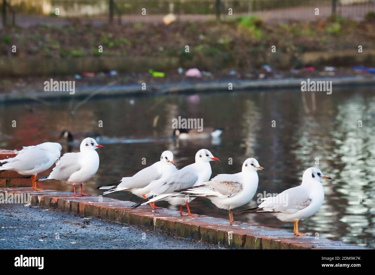 Cute Birds at Edge of Lake at Local public park of Luton England UK
