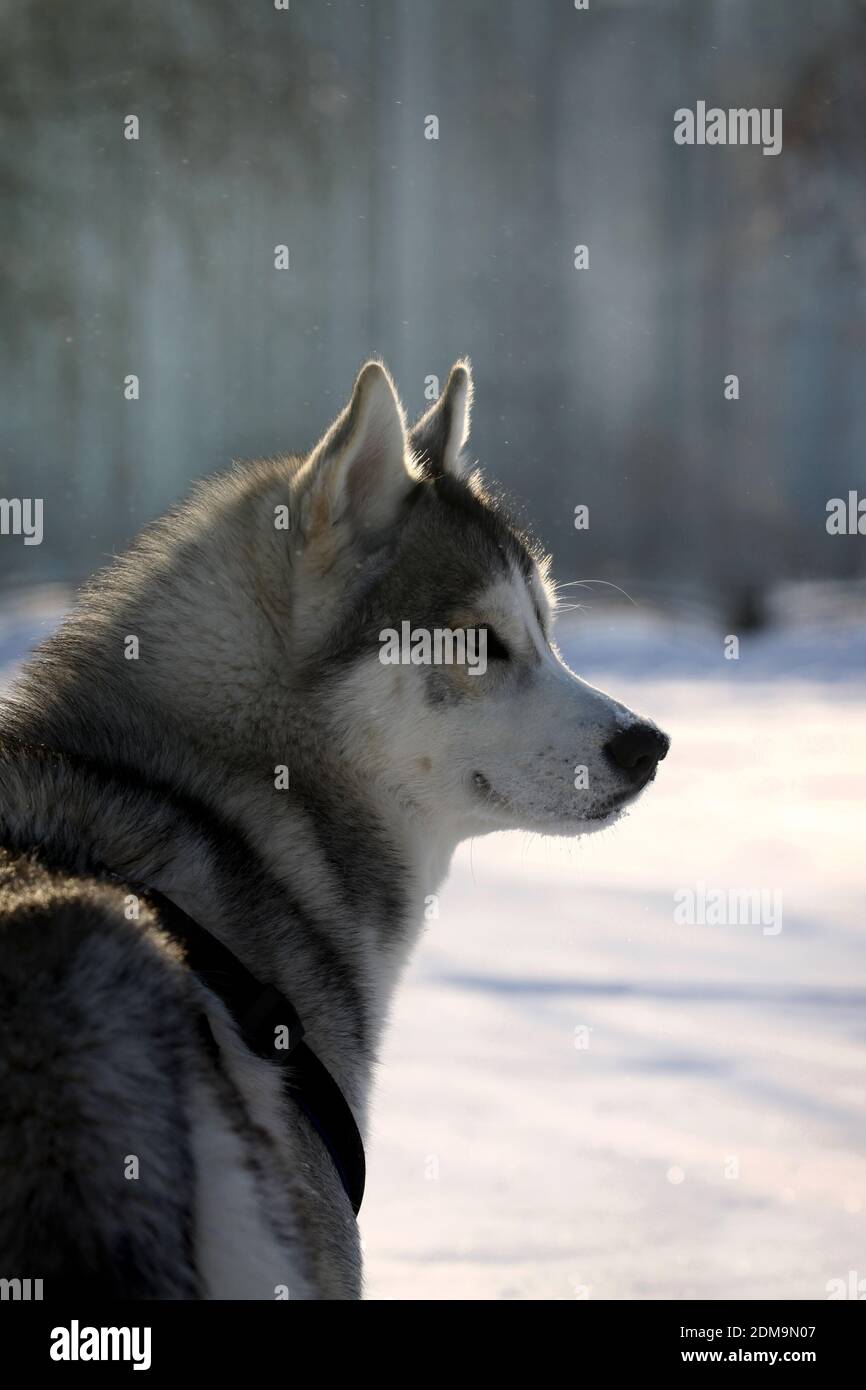 husky in winter Stock Photo
