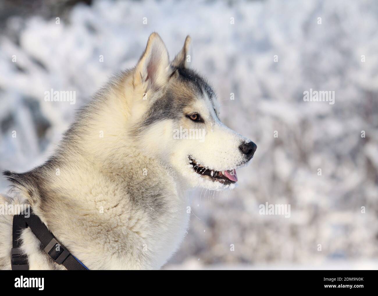 Siberian husky Stock Photo