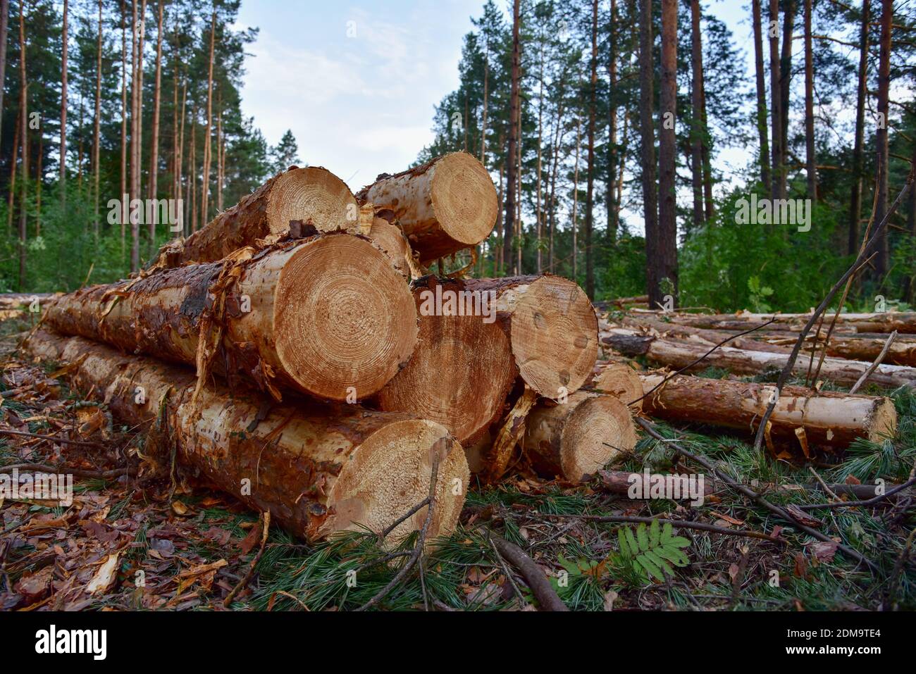Piled pine tree logs in forest. Stacks of cut wood. Wood logs, timber