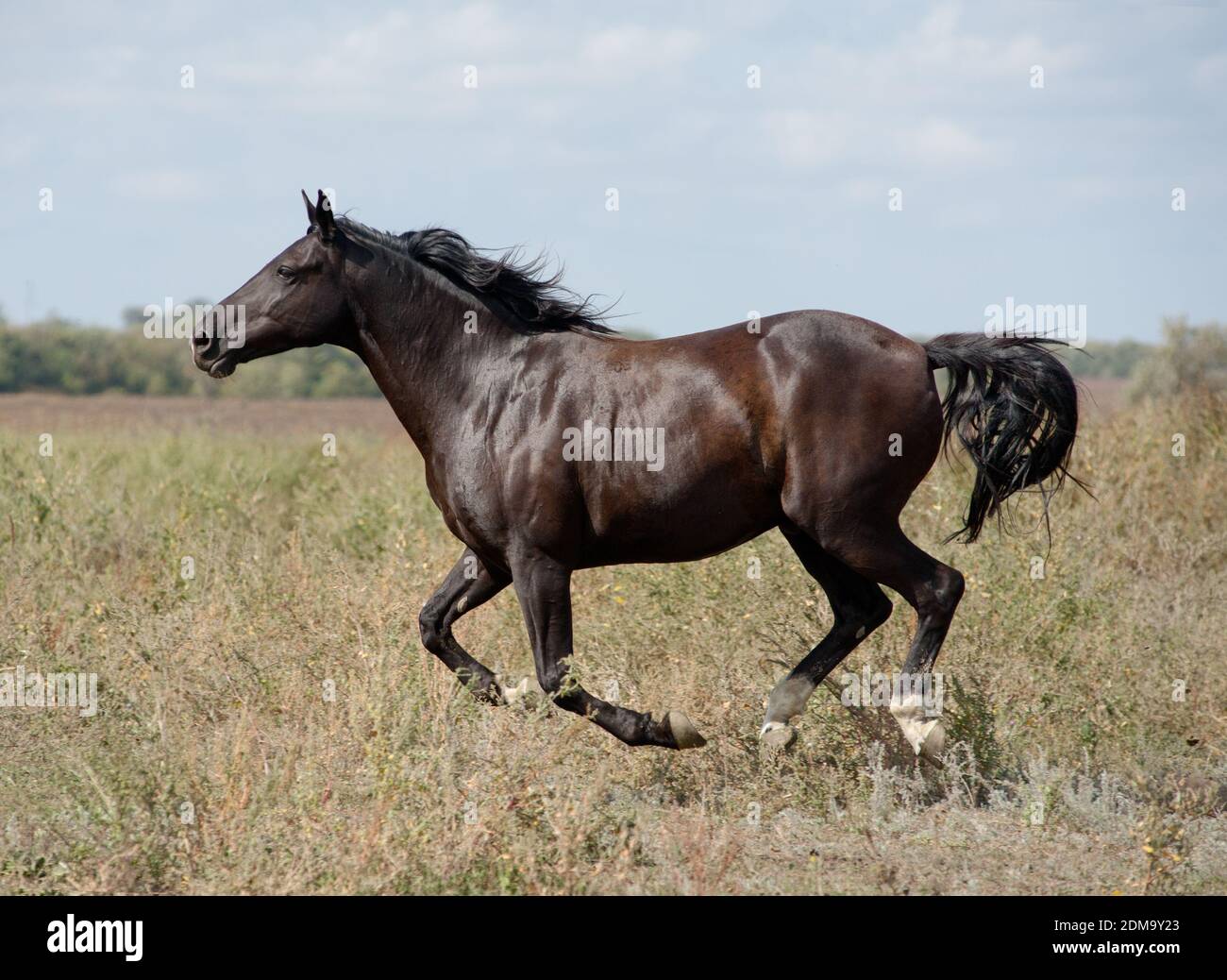 horse gallop Stock Photo