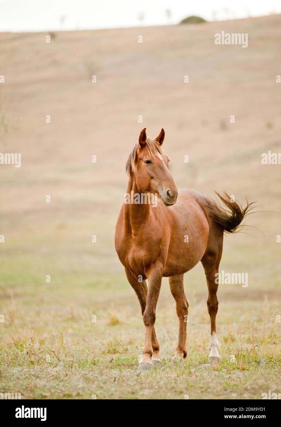 Horse on the wild Stock Photo