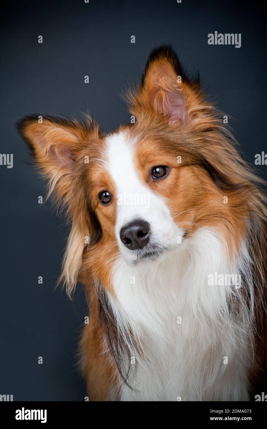 Border collie on sale sable white